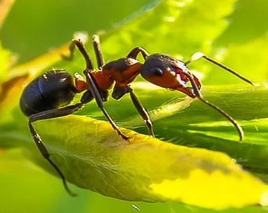 ant control Wesley Chapel