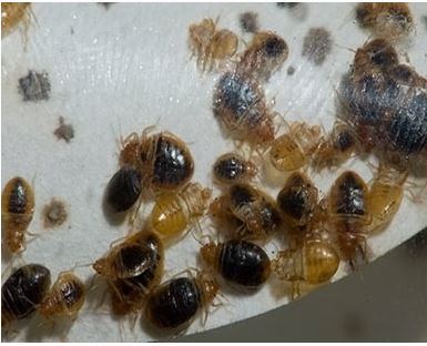 bed bug treatment near me