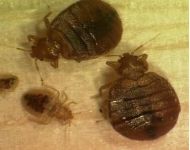 bed bugs