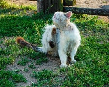 flea treatment near me