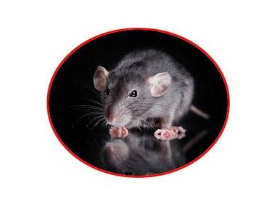 rodent control wesley chapel