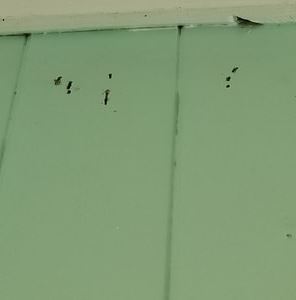 termite treatment near me