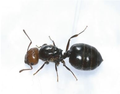 Wesley Chapel Ant Control