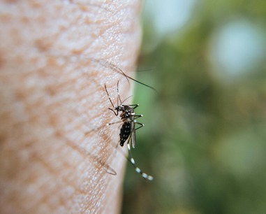 mosquitoe-control-wesley-chapel-fl