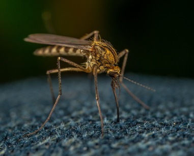mosquito-control-wesley-chapel-fl