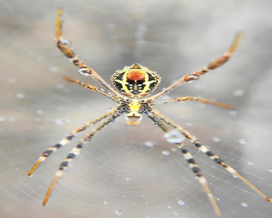 spider-control-wesley-chapel-fl.