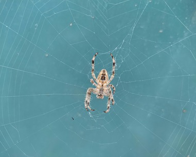 spider-control-wesley-chapel-fl