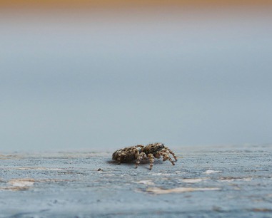 spider-control-in-wesley-chapel-fl