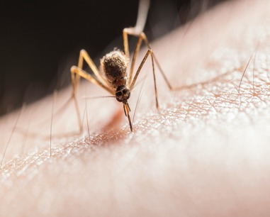 mosquito-control-wesley-chapel